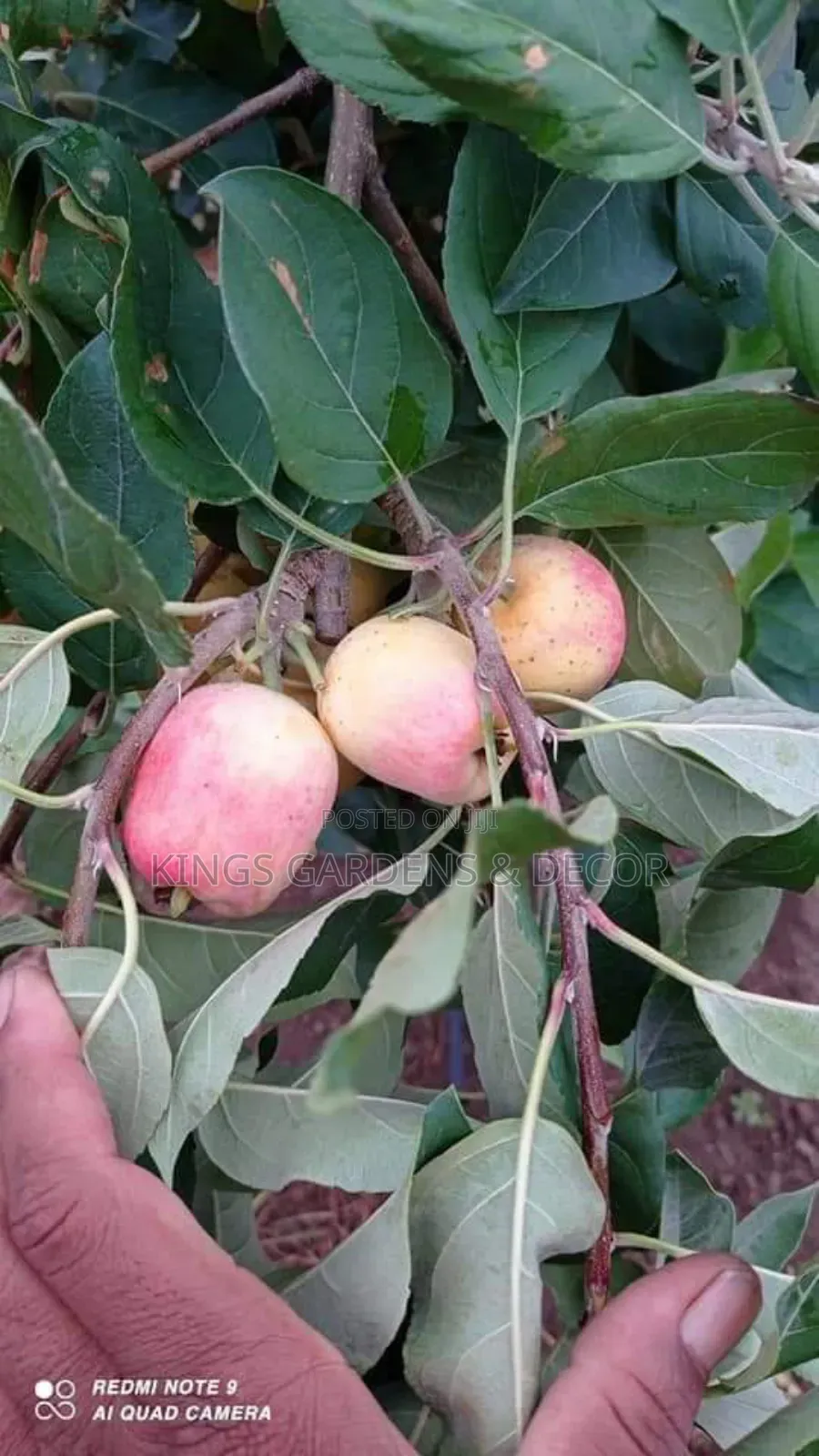 Fruit Plants