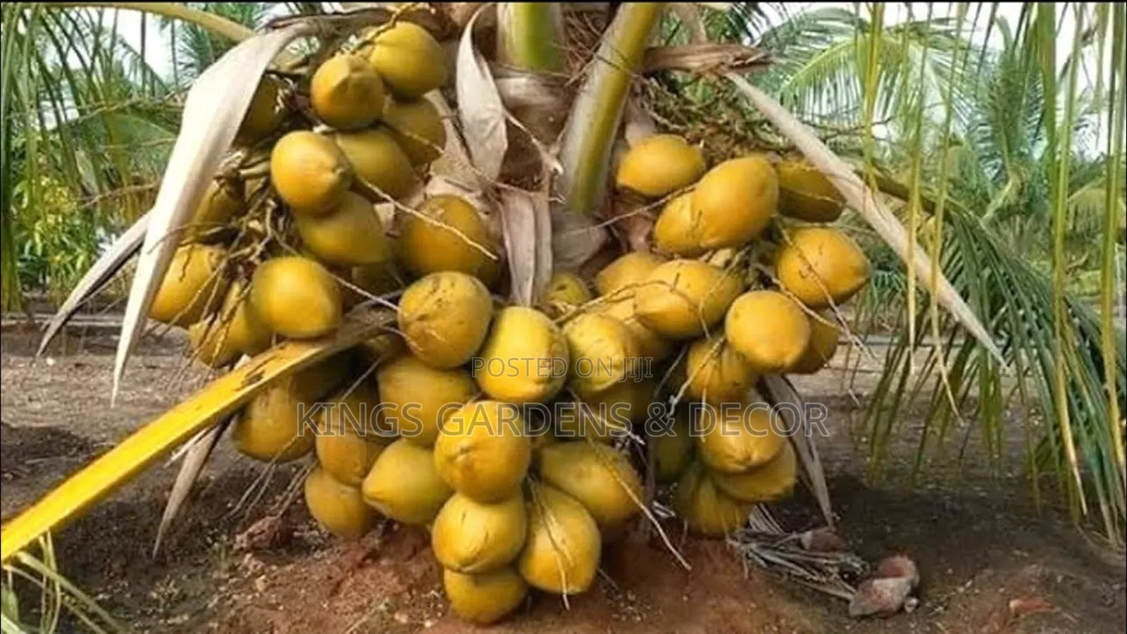 Fruit Plants