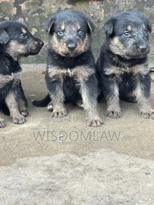 1-3 months Male Purebred German Shepherd