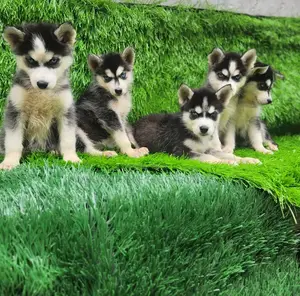 1-3 months Female Purebred Siberian Husky