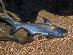 Pangacius Shark