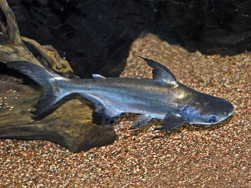 Pangacius Shark