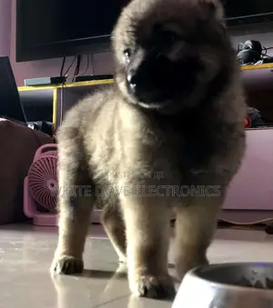 1-3 months Female Purebred Caucasian Shepherd