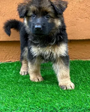 0-1 month Male Purebred German Shepherd