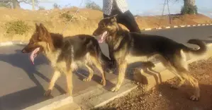 1+ year Male Purebred German Shepherd