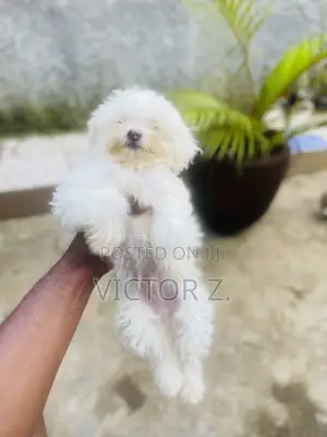 1-3 months Male Purebred Lhasa Apso