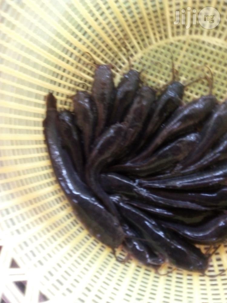 Fish Farming Made Easy