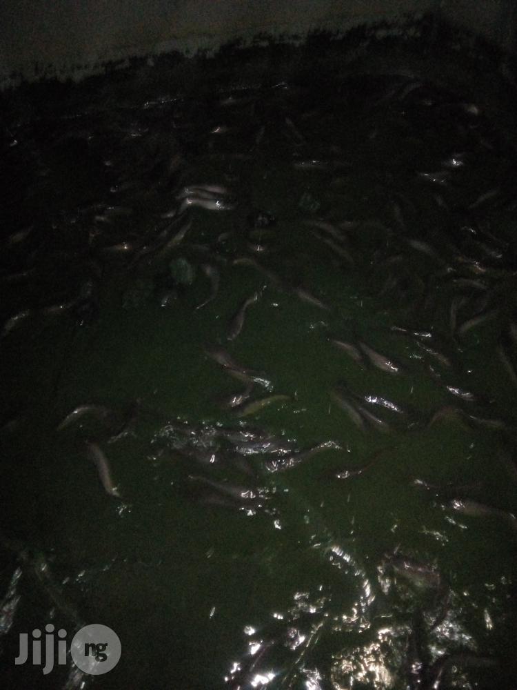 Fish Farming Made Easy