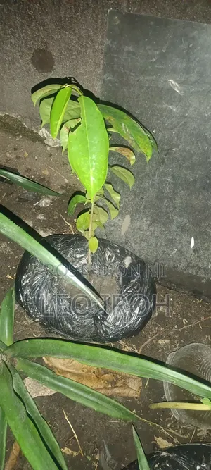 Soursop and Ginger Seedlings