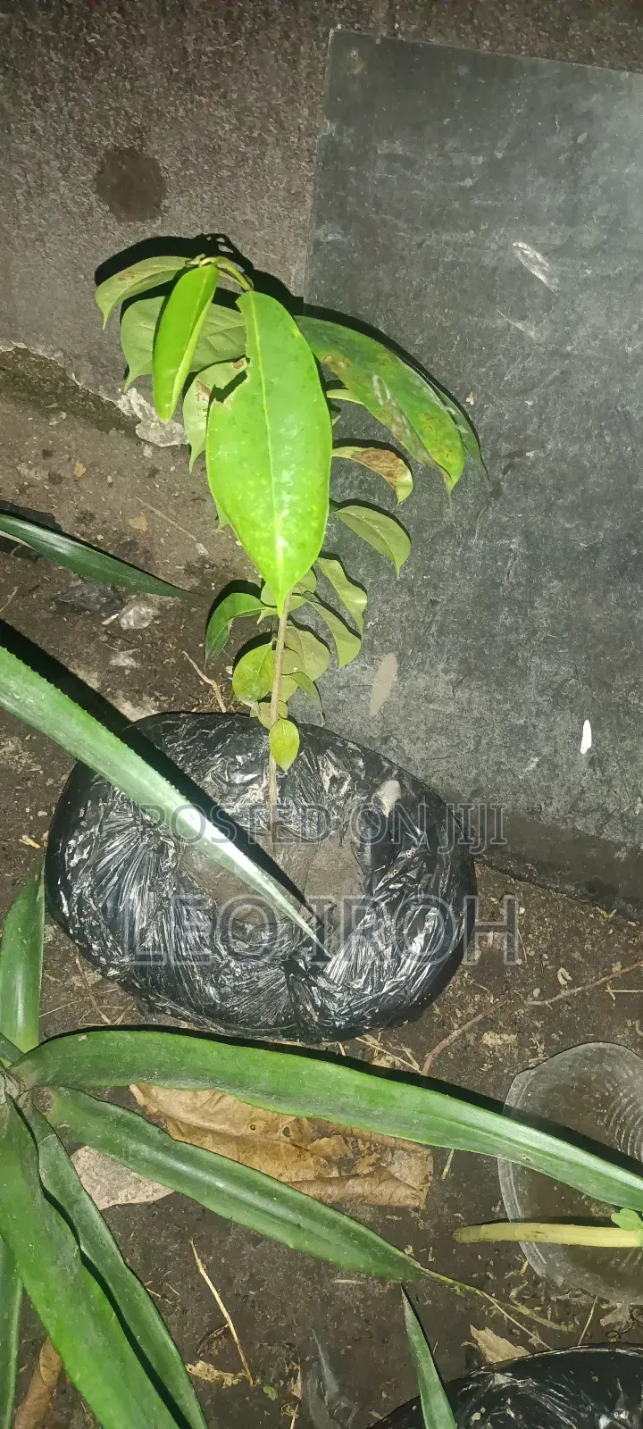 Soursop and Ginger Seedlings