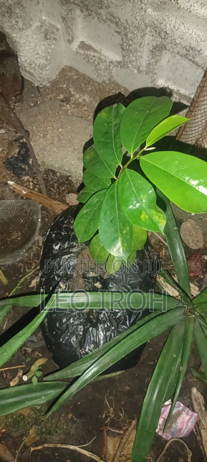 Soursop and Ginger Seedlings