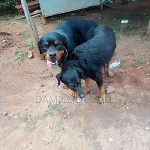 1+ year Male Purebred Rottweiler