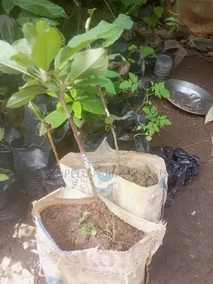 Wambugu Organic Apple/Foreign Apple Seedlings