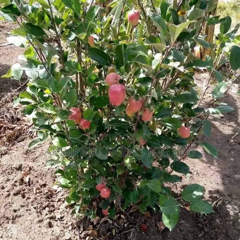 Pomegranate Seedlings.