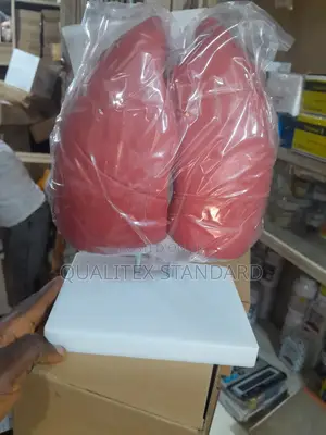 The Human Lungs ( Left and Right Lungs )