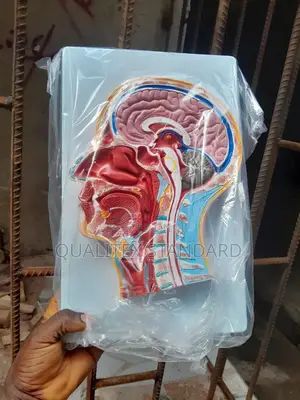 Head and Neck Model ( the Human Head and Neck )