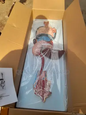 The Human Digestive System