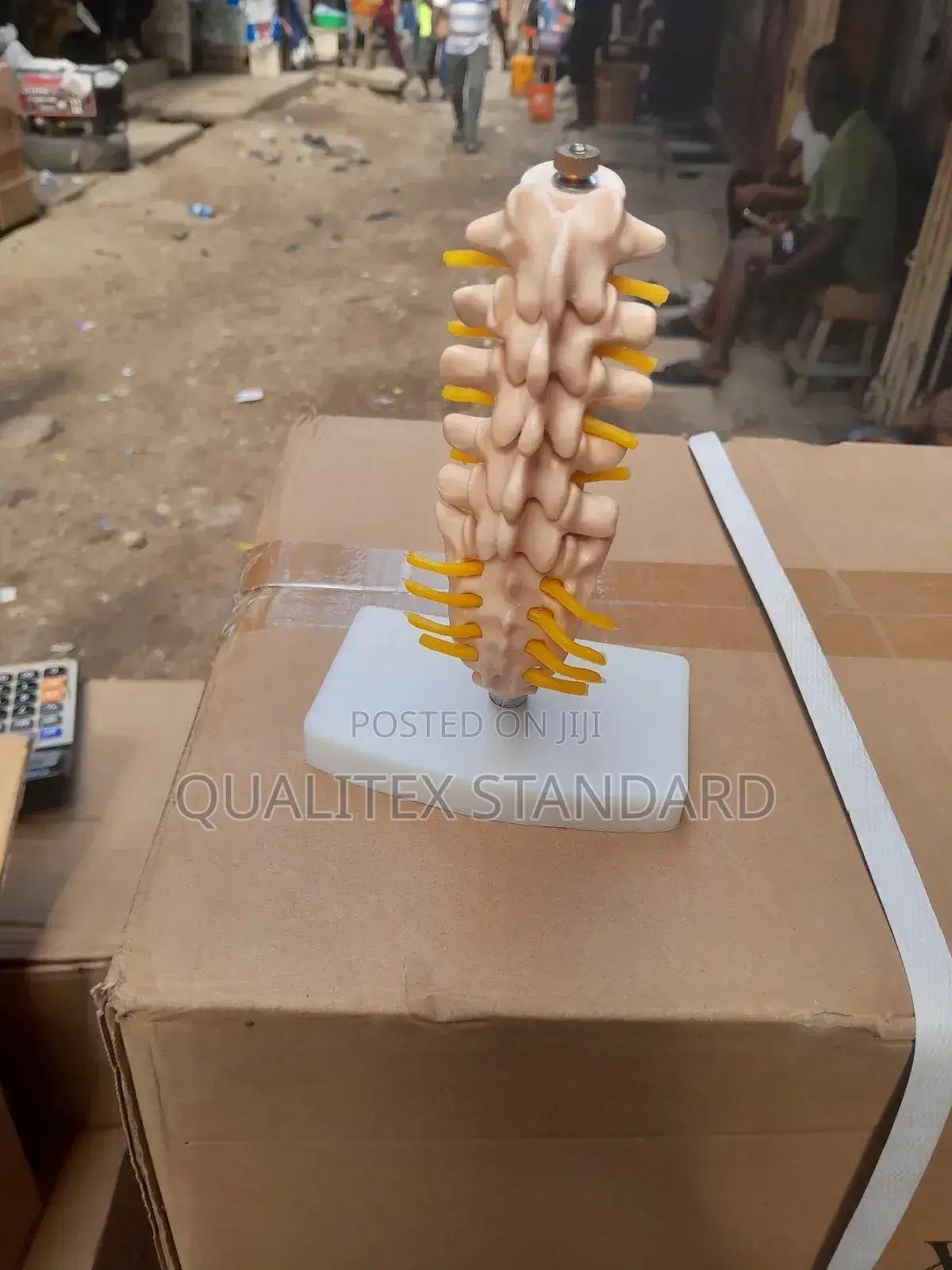 The Human Sternum