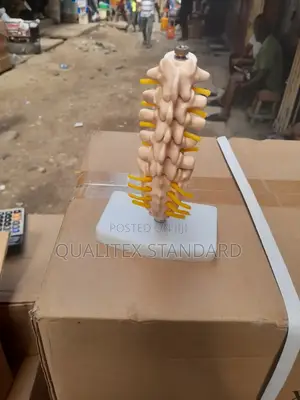 The Human Sternum