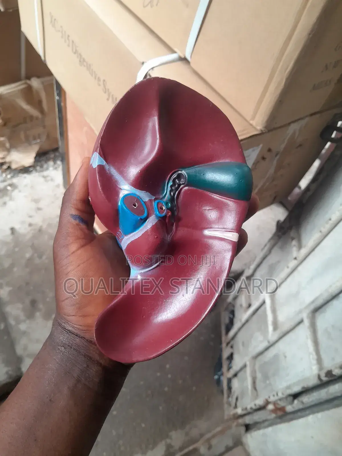 The Human Liver