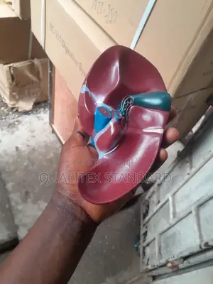 The Human Liver
