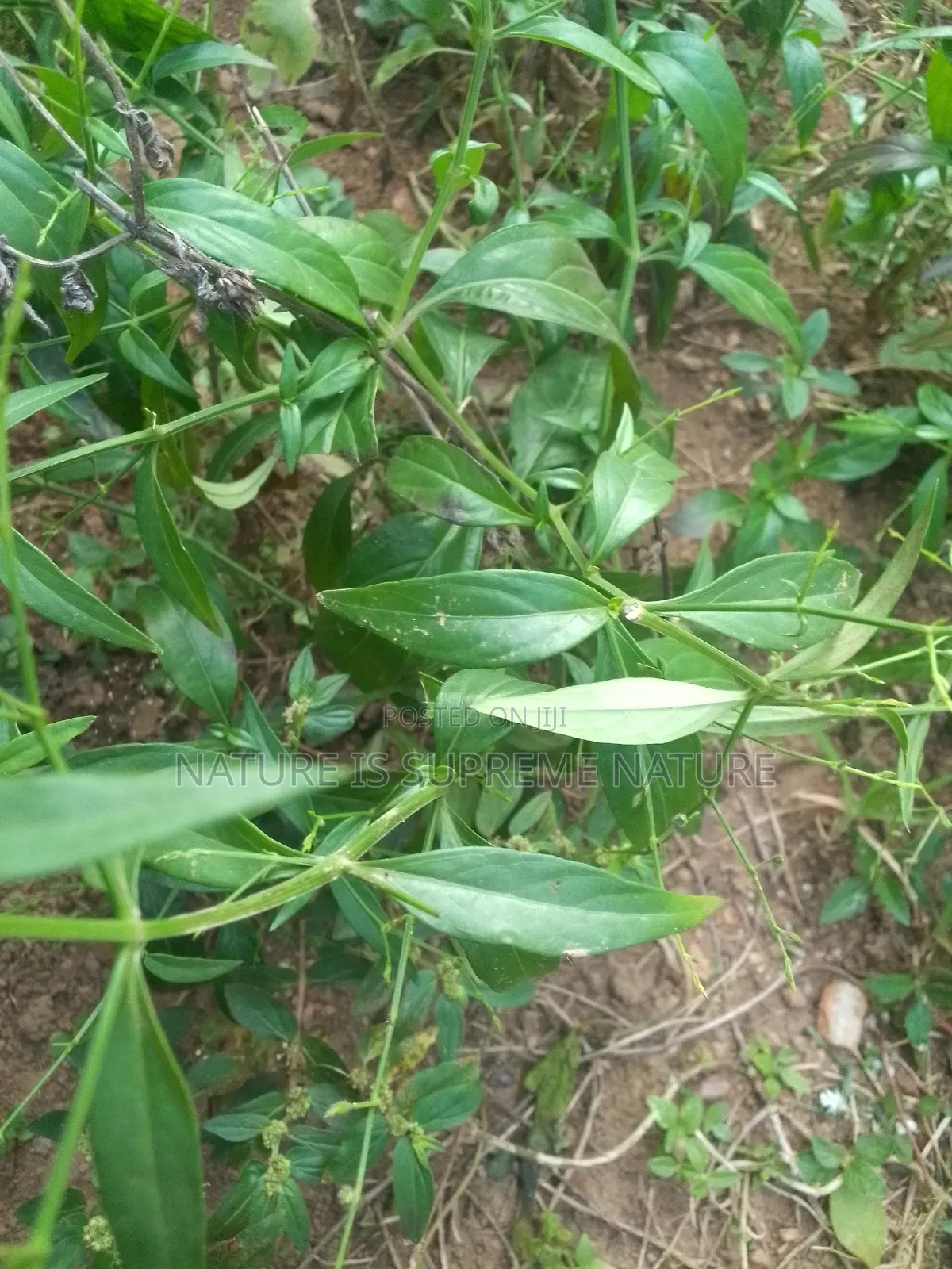 Soursop,Bitter Leaf,Scent Leaf,Avocado and Lemon Grass