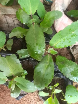 Soursop,Bitter Leaf,Scent Leaf,Avocado and Lemon Grass