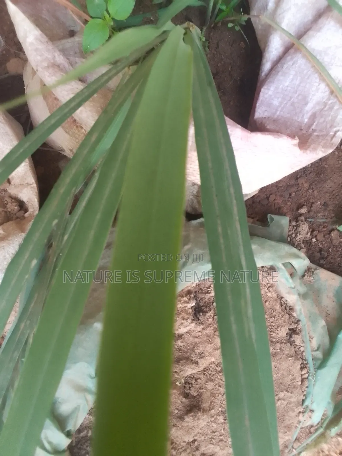 Soursop,Bitter Leaf,Scent Leaf,Avocado and Lemon Grass