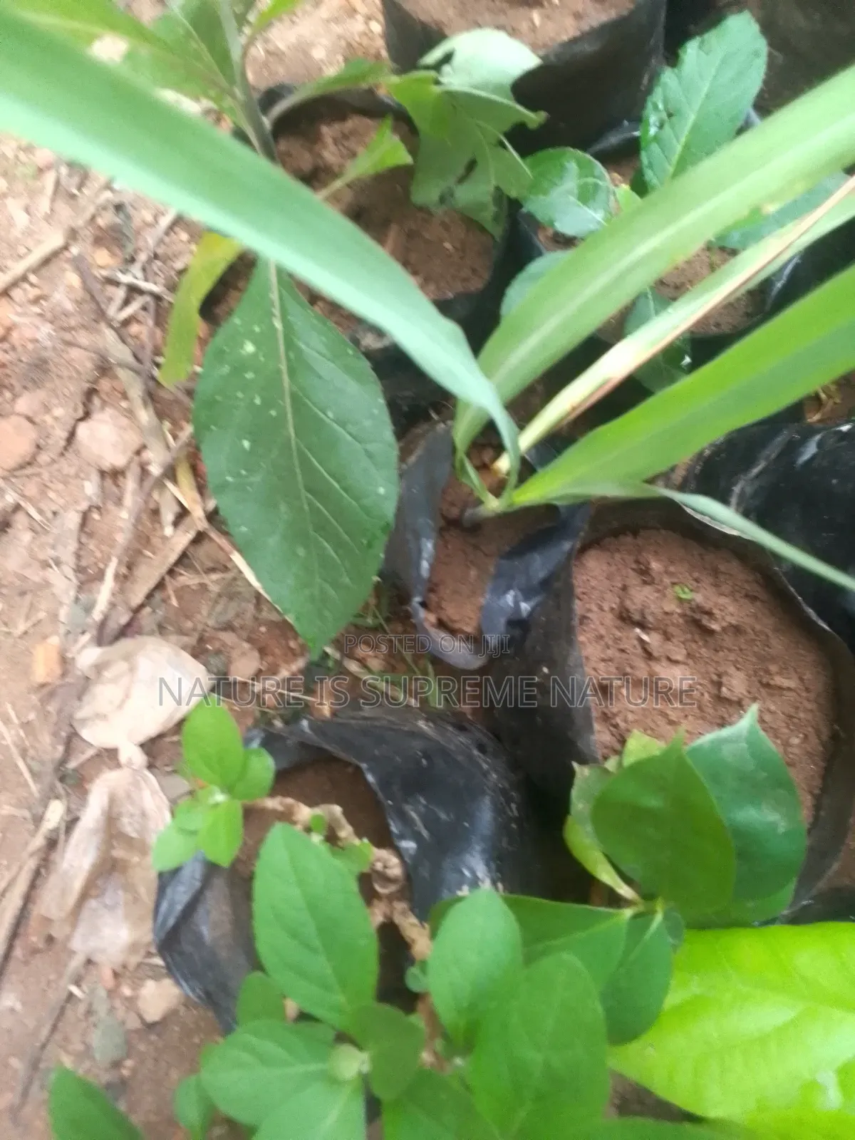 Soursop,Bitter Leaf,Scent Leaf,Avocado and Lemon Grass