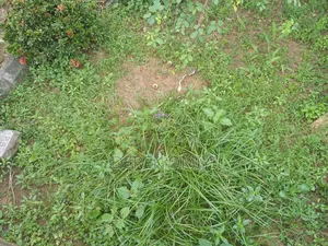 6 Hectares Land