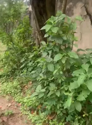 Genuine Land of 100 by 100 Located in an Estate in Effurun.