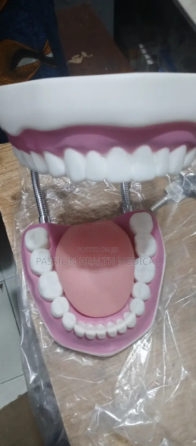 Teeth Model