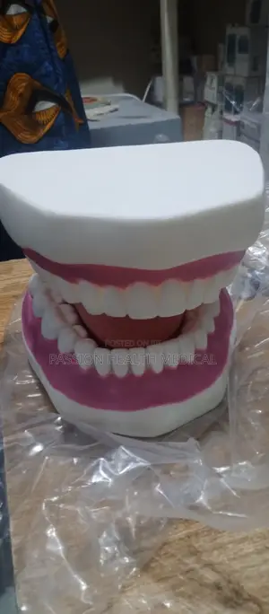 Teeth Model