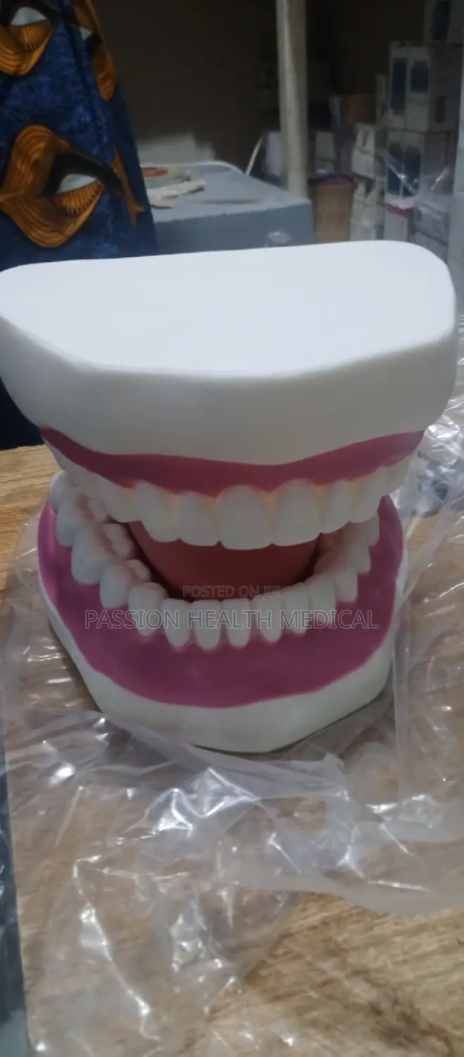 Teeth Model