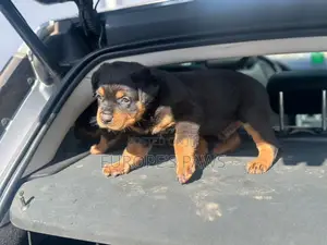 1-3 months Male Purebred Rottweiler