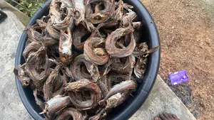 Grill Snail (Oven-Dried)
