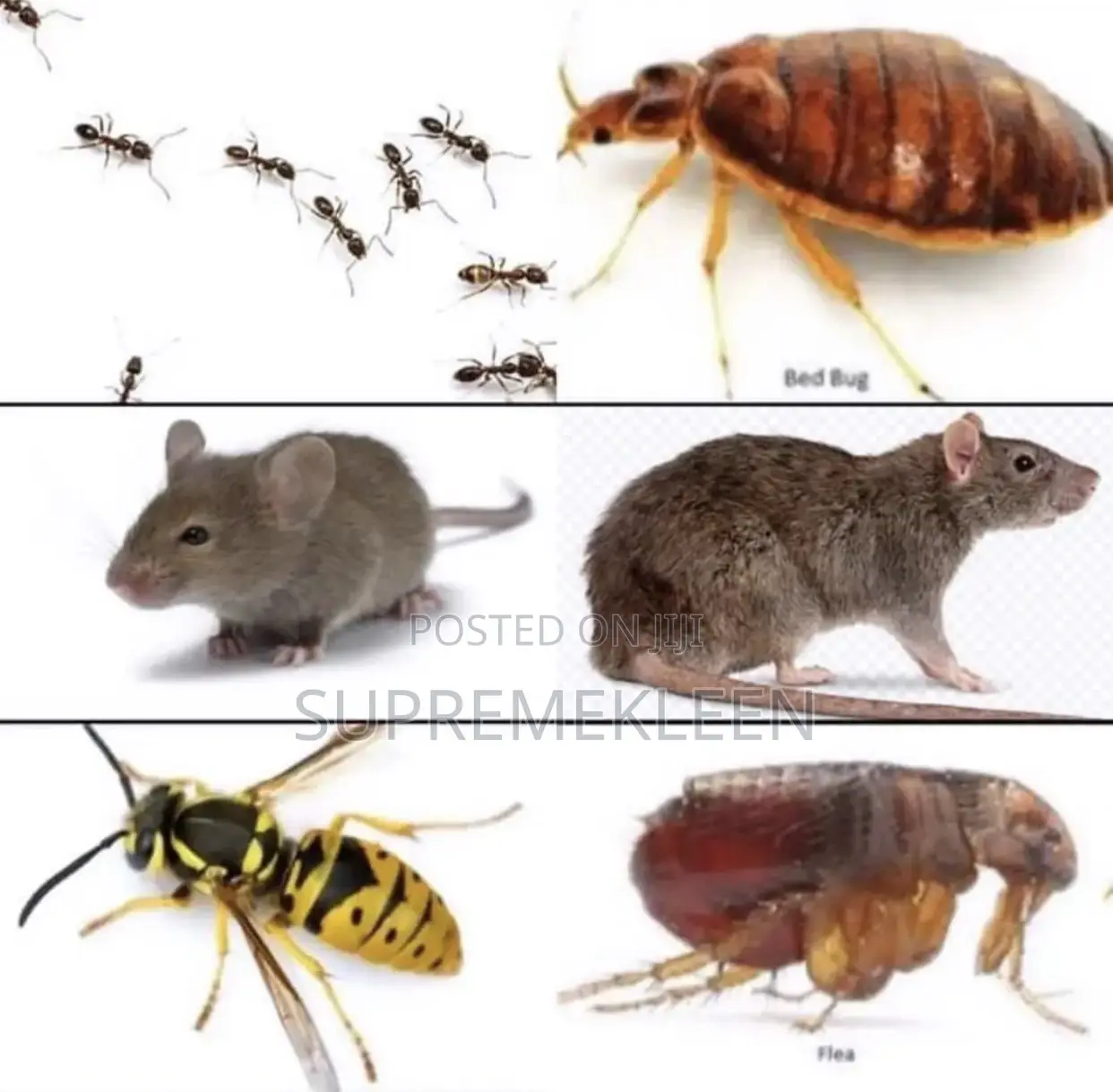 Pest Control Fumigation Services| Fumigation Service.