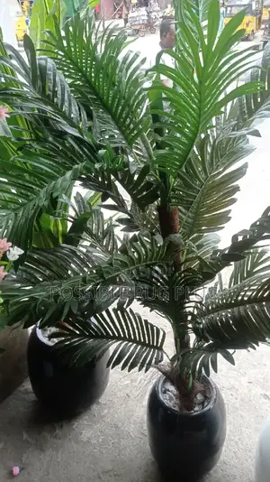Quality Palm Flower