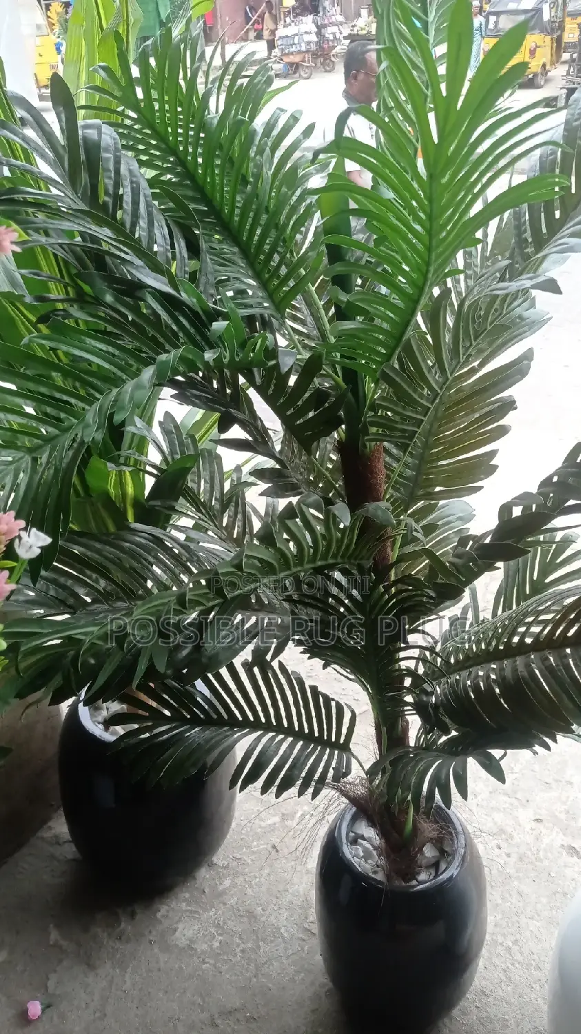 Quality Palm Flower