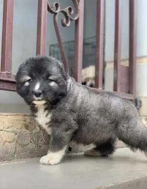 1-3 months Female Purebred Caucasian Shepherd