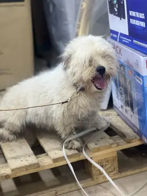 6-12 months Male Purebred Lhasa Apso