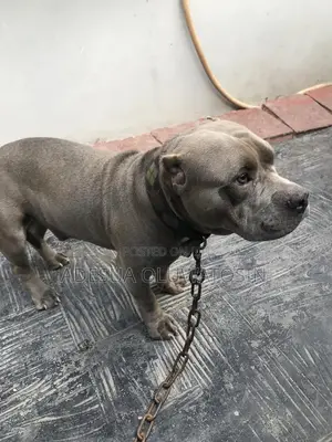 American Bully Stud