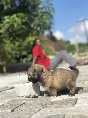 1-3 months Male Purebred Lhasa Apso