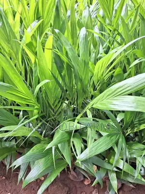 Tenera Oil Palm Seedlings