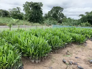 Hybrid Tenera (F1) Oil Palm Seedlings