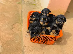 1-3 months Male Purebred Rottweiler