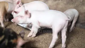 Exceptional Pig With Outstanding Genetics