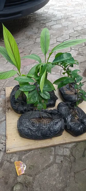 Soursop and Ginger Seedlings