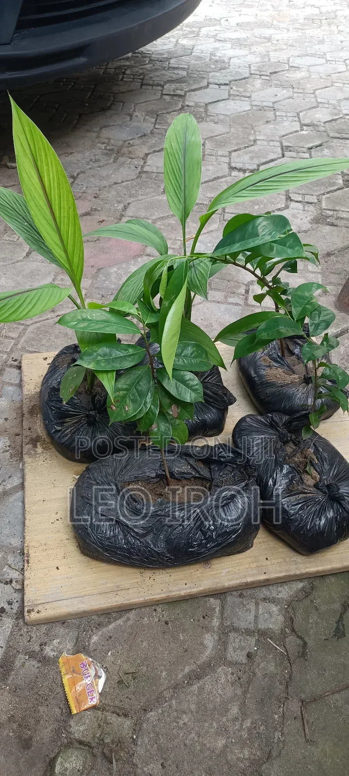 Soursop and Ginger Seedlings