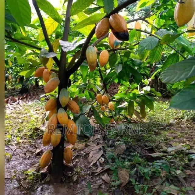Hybrid Tenera (F1) Oil Palm Seedlings